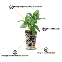 Ferry-Morse biljke žive biljke za bebe 1-3in. Starter Kit za povrtnjak, PK-miksologija-papuče Delizz, metvica, bosiljak