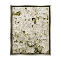 Bijele osjetljive latice hortenzije Botanička i cvjetna grafička umjetnost luster siva uokvirena umjetnička print