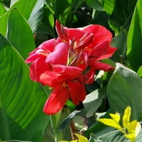 Stručni vrtlari na otvorenom uživo Canna Lily 12 -16 visok, 2.5qt lonac