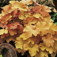 Karamel Heuchera Coral Bells u loncu-najveće za sadnju jeseni