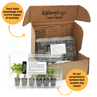 Ferry-Morse biljke žive biljke za bebe 1-3in. Starter Kit za povrtnjak, PK-Kupuri i metvica, kiseli krastavci, ravno