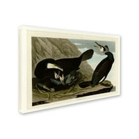 Zaštitni znak likovna umjetnost 'uobičajena cormorantplate 266' platno umjetnost audubona